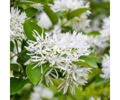 Chinese sneeuwvlokkenboom - Chionanthus retusus