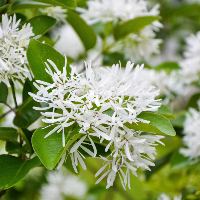 Chinese sneeuwvlokkenboom - Chionanthus retusus
