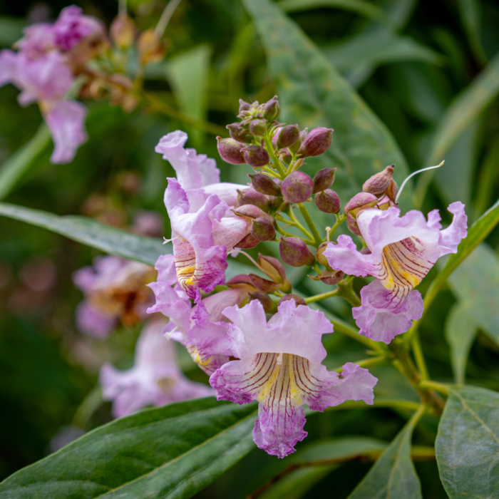 Woestijnwilg - Chitalpa tashkentensis Summer Bells