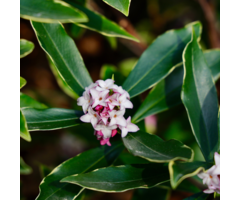 Peperboompje - Daphne odora 'Aureomarginata'