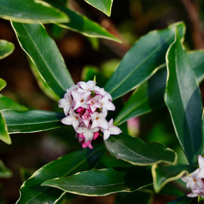 Peperboompje (Daphne odora 'Aureomarginata')