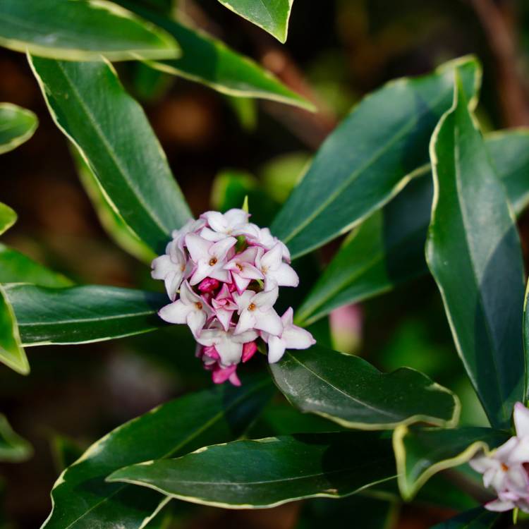 Peperboompje (Daphne odora 'Aureomarginata')