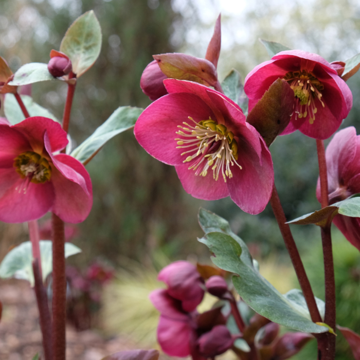 Kerstroos - Helleborus 'Anna's Red'