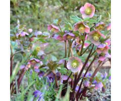 Kerstroos - Helleborus 'Penny's Pink'