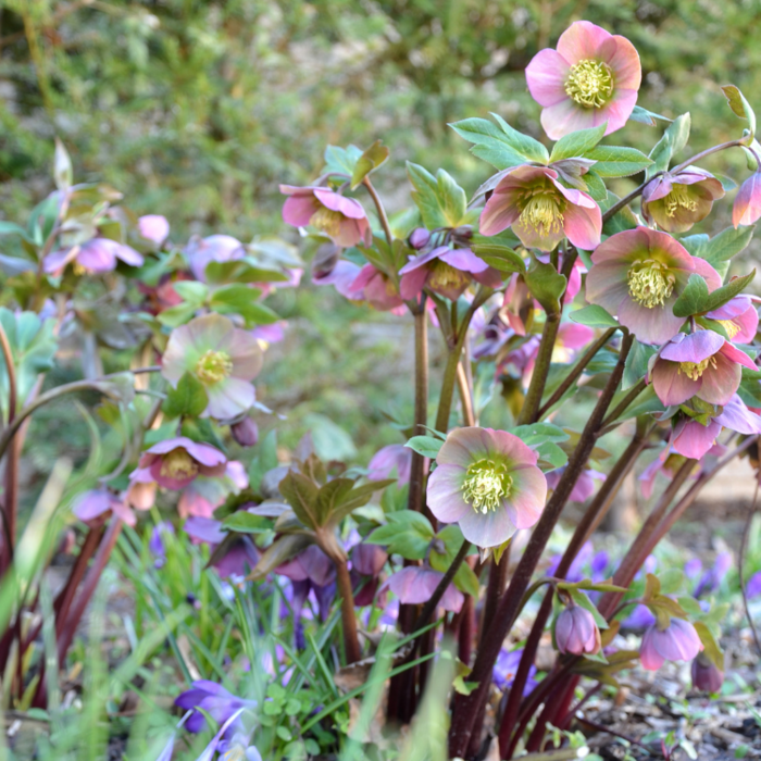 Kerstroos - Helleborus 'Penny's Pink'