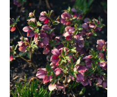 Kerstroos - Helleborus 'Pippa's Purple'