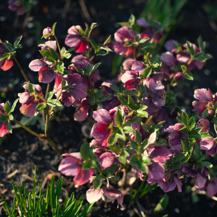 Kerstroos - Helleborus 'Pippa's Purple'