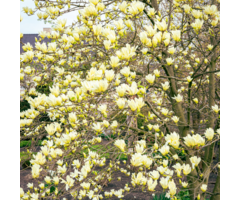 Beverboom - Magnolia 'Yellow Lantern'