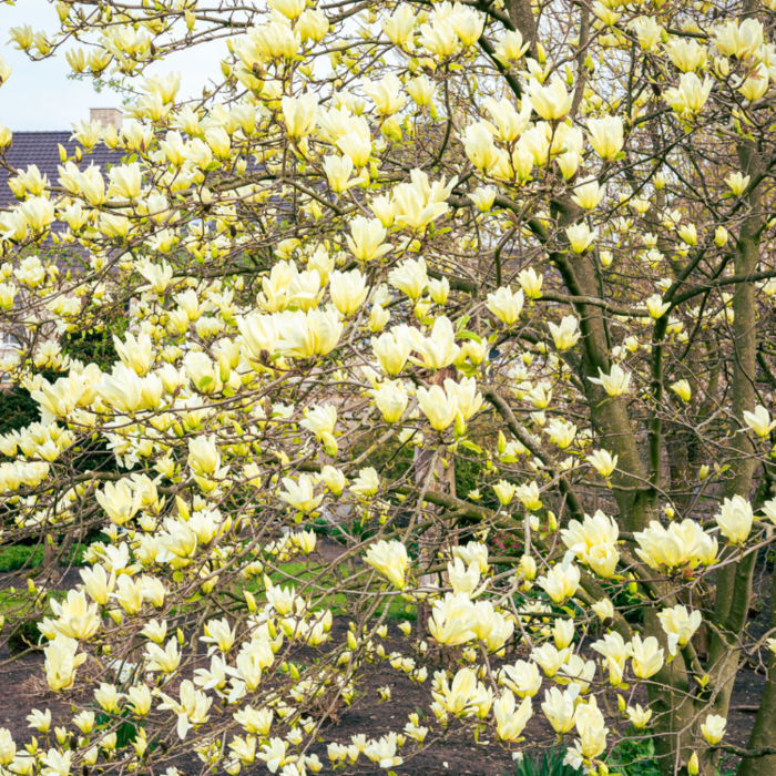 Beverboom (Magnolia 'Yellow Lantern')