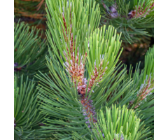 Bosnische den - Pinus heldreichii 'Compact Gem'
