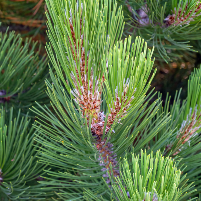 Bosnische den - Pinus heldreichii 'Compact Gem'