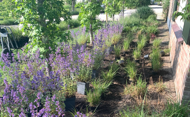 Hoe vul je borders in de tuin? 