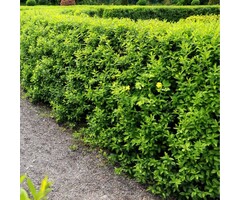 Haagliguster - Ligustrum vulgare