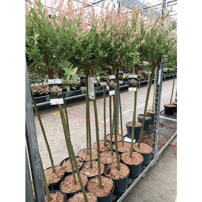 Wilg op stam - Salix integra 'Flamingo'