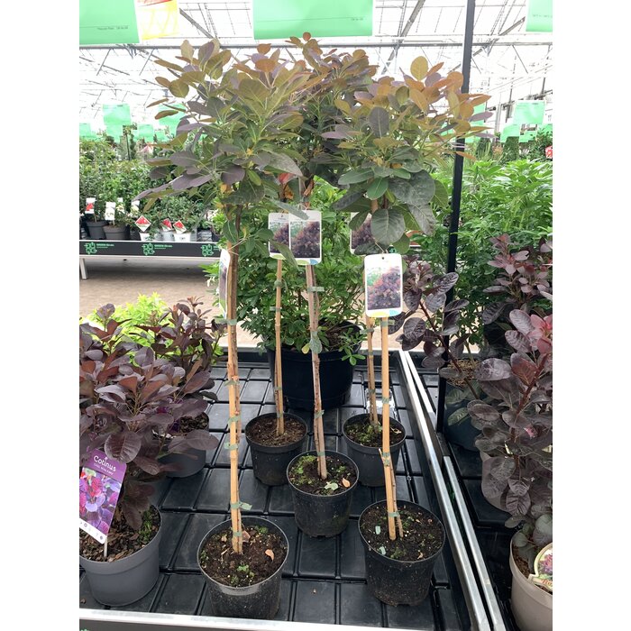Pruikenboom op stam - Cotinus coggygria 'Royal Purple'