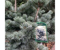 Japanse witte den - Pinus parviflora 'Negishi'