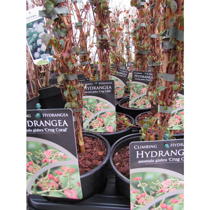 Roze klimhortensia - Hydrangea anomala 'Crug Coral'