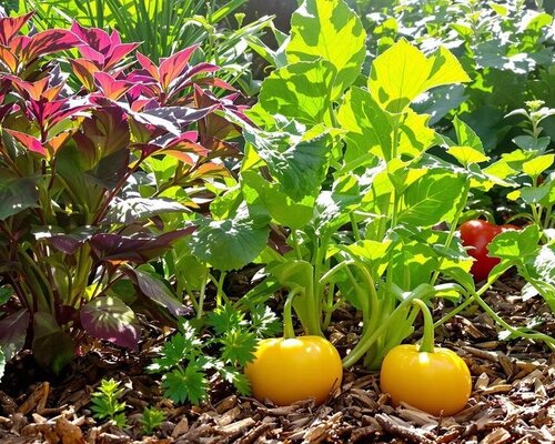 Wat is mulchen en waarom is het belangrijk?