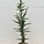 Libanonceder - Cedrus libani 'Fastigiata'