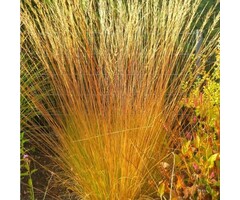 Pijpestrootje - Molinia caerulea Heidezwerg