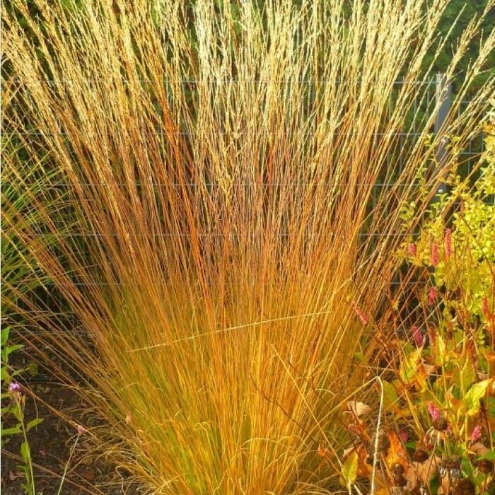 Pijpestrootje - Molinia caerulea Heidezwerg