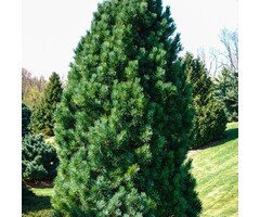 Alpenden - Pinus cembra 'Compacta Glauca'