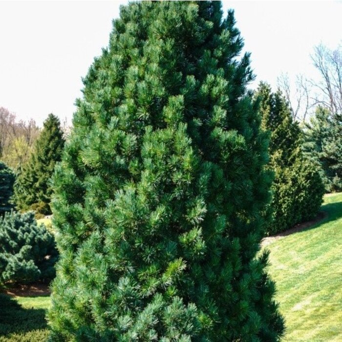 Alpenden - Pinus cembra 'Compacta Glauca'
