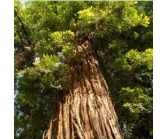 Mammoetboom - Sequoia sempervirens