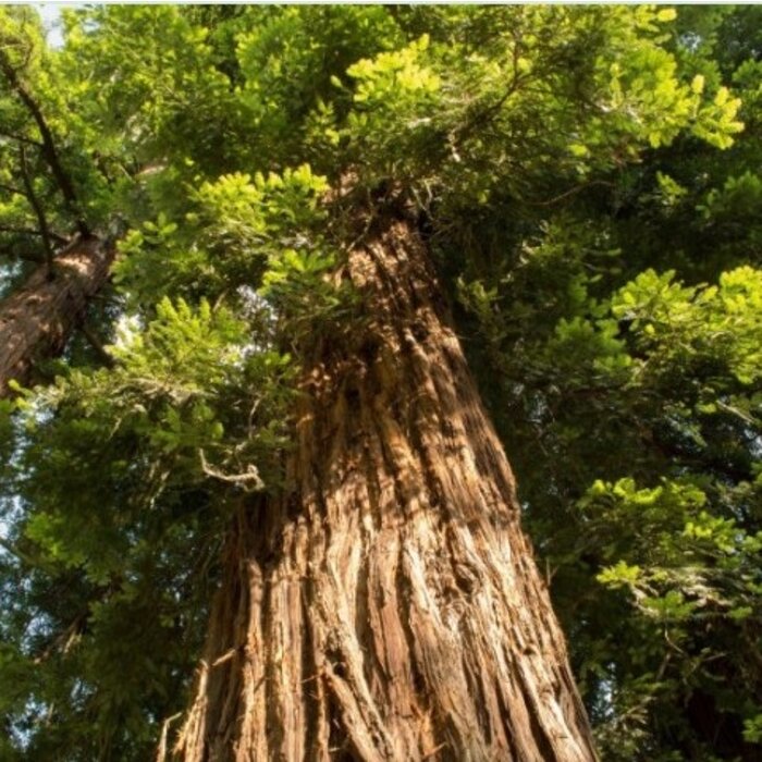 Mammoetboom - Sequoia sempervirens