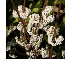 Schoonvrucht - Callicarpa bodinieri 'Magical® Snowqueen'