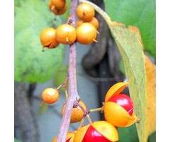Boomwurger - Celastris orbiculatus 'Hercules'