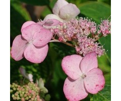 Roze klimhortensia - Hydrangea anomala 'Crug Coral'