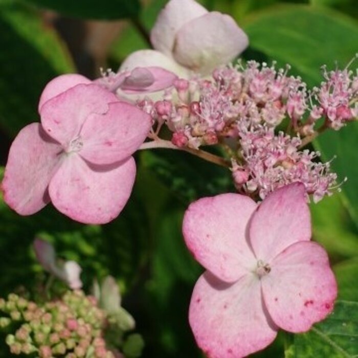 Roze klimhortensia - Hydrangea anomala 'Crug Coral'