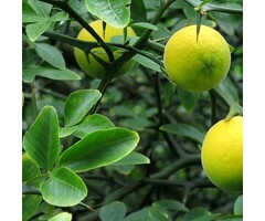 Poncirus trifoliata - Wilde citroen