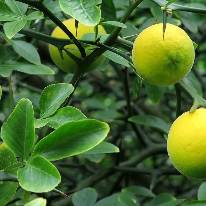 Poncirus trifoliata - Wilde citroen