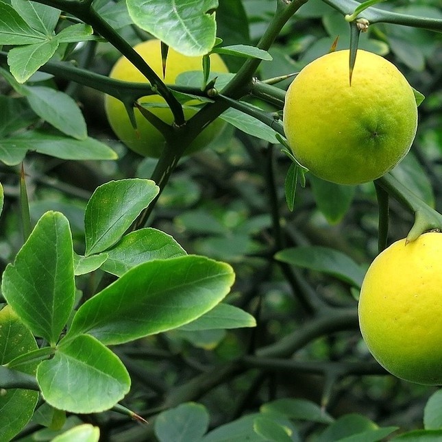 Poncirus trifoliata - Wilde citroen