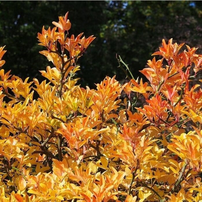 Poncirus trifoliata - Wilde citroen