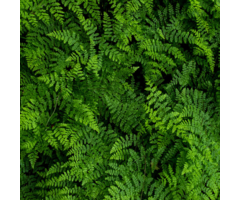 Hoefijzervaren - Adianthum pedatum