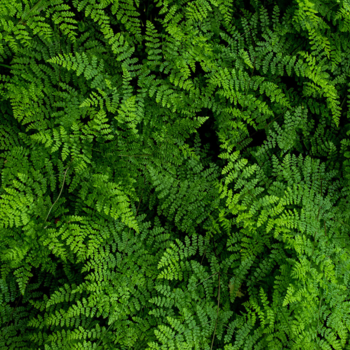 Hoefijzervaren - Adianthum pedatum