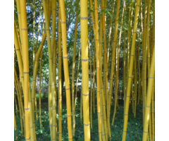 Bamboe - Phyllostachys aureosulcata 'Spectabilis'