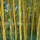 Bamboe - Phyllostachys aureosulcata 'Spectabilis'