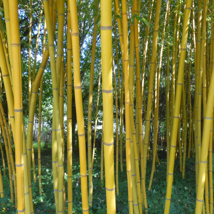 Bamboe - Phyllostachys aureosulcata 'Spectabilis'