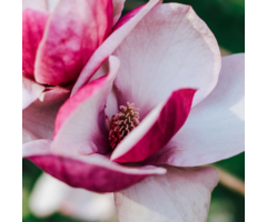 Beverboom - Magnolia 'Satisfaction'