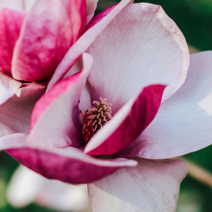 Beverboom (Magnolia 'Satisfaction')