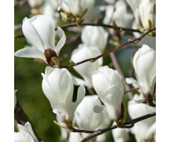 Beverboom - Magnolia soulangeana 'Alba Superba'