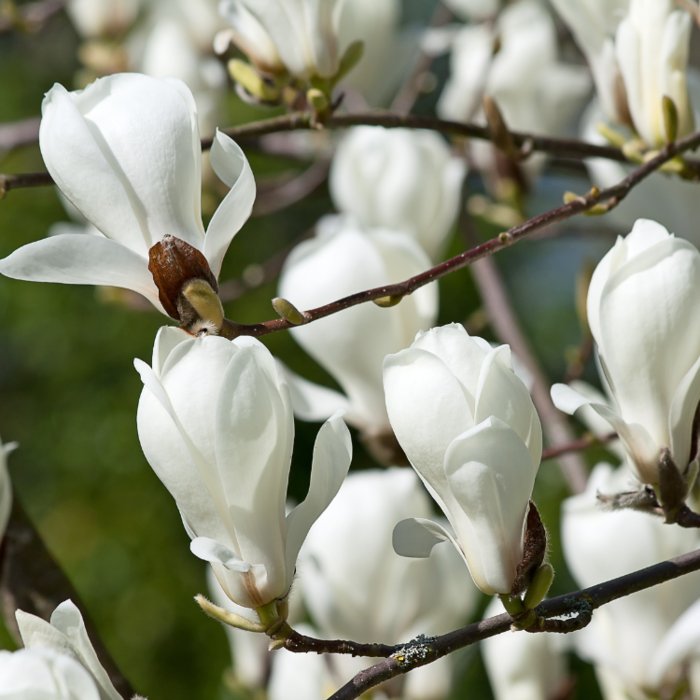 Beverboom (Magnolia soulangeana 'Alba Superba')