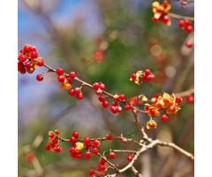Boomwurger - Celastris orbiculatus 'Diana'