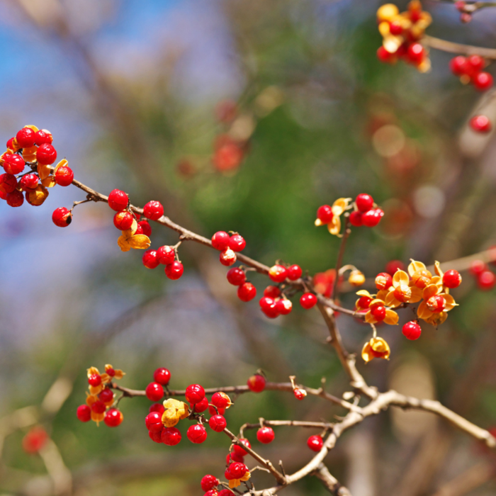 Boomwurger - Celastris orbiculatus 'Diana'
