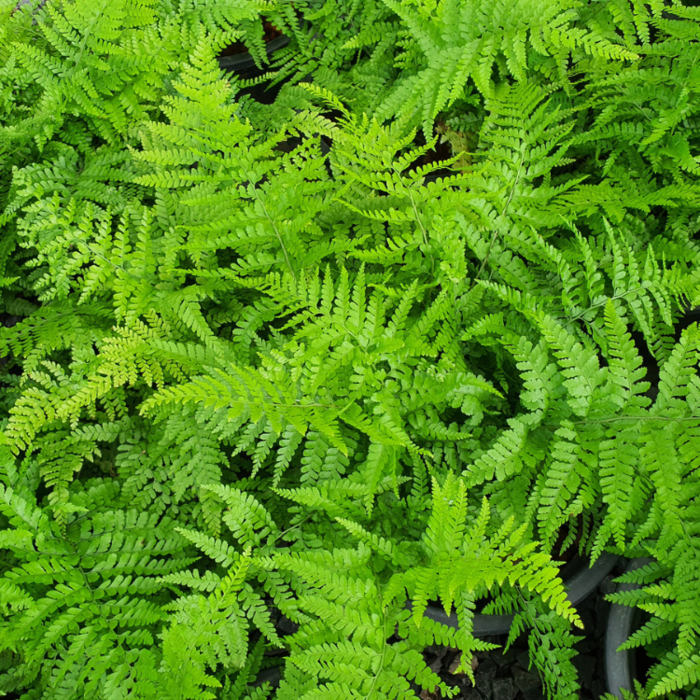 Athyrium filix-femina  - Wijfjesvaren