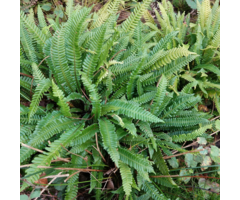 Dubbelloofvaren - Blechnum spicant